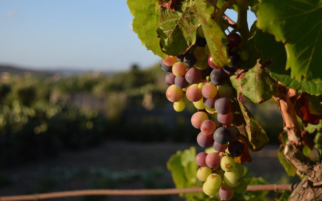 Le Mot du Maire : Projet d’Irrigation du Plateau Viticole, Soutenir nos Vignobles et à la Nappe Astienne Fragile