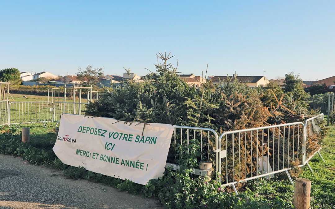 Célébrez Noël de manière responsable : Recyclez votre sapin!